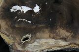 Petrified Wood Slab - Sweethome, Oregon #25864-2